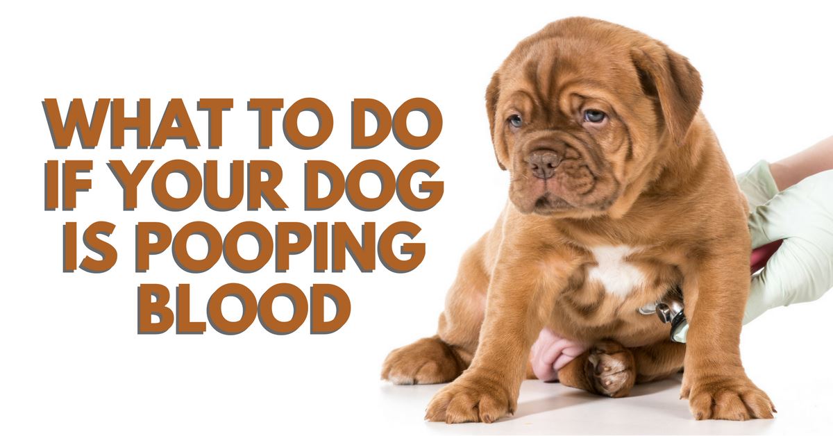 what does it mean when my dog poops blood