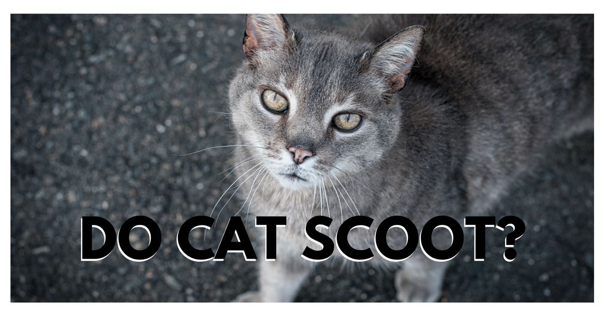 Bøde Modsætte sig Mantle Why Do Cat Scoot? Cat Scooting Reason & More - Pet Clever