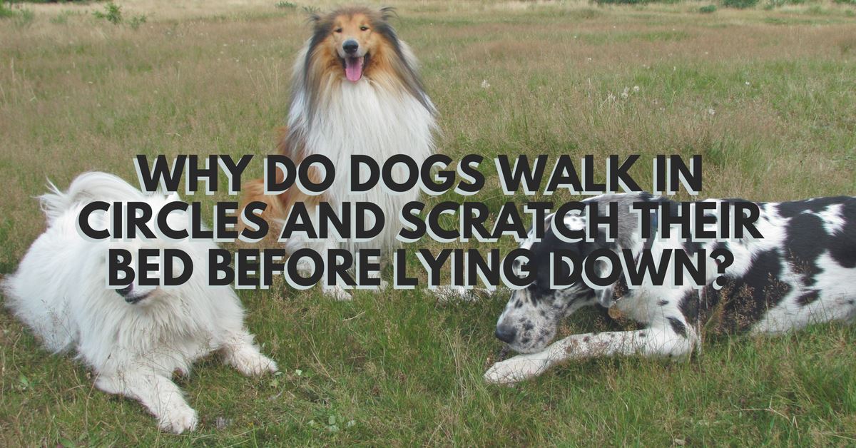 why do dogs circle before lying down