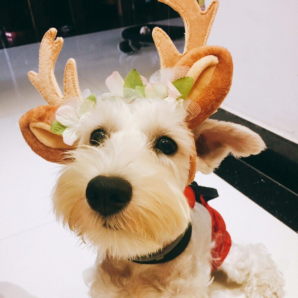 reindeer antlers headband for dogs