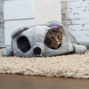 cat house mouse