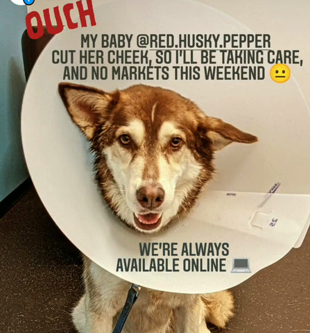 Pepper husky with cone