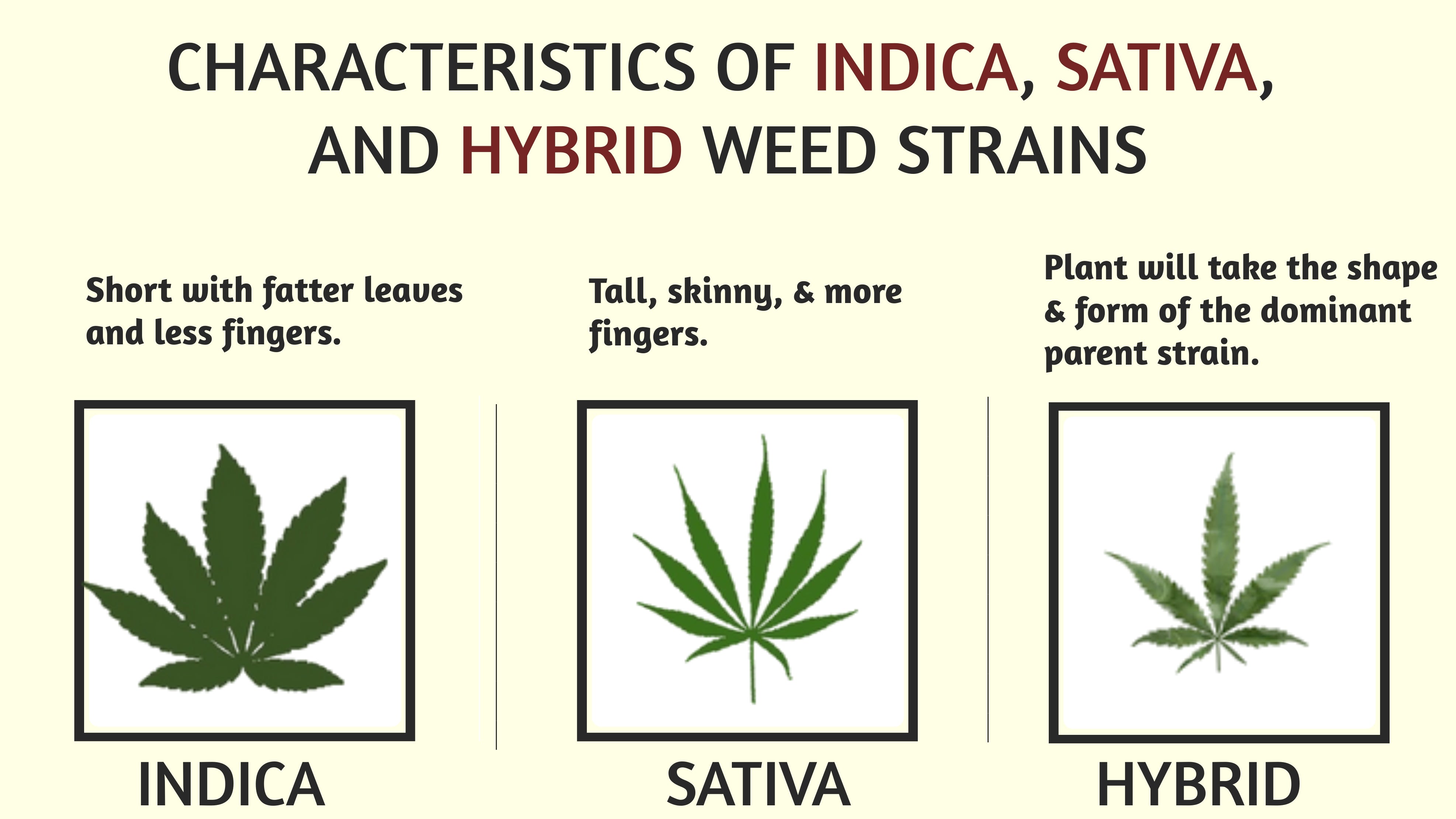 Indica, Sativa, or Hybrid: What's the Difference? – Daily High Club