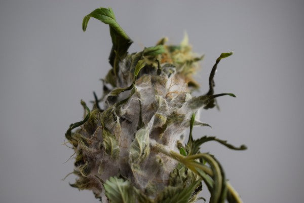 mold on cannabis plant