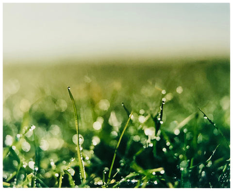 Green grass with dew on it photograph.
