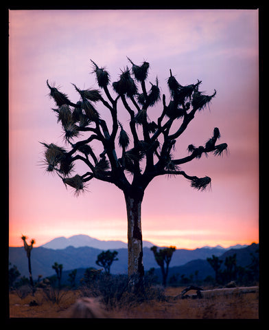 Joshua Tree photograph taken in the Mojave Desert, California by Richard Heeps