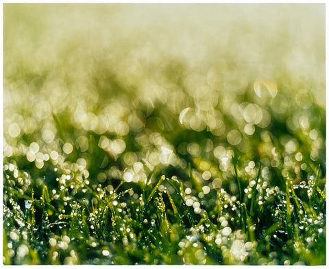 Green grass photographed with a narrow depth of field in Palm Springs California by Richard Heeps. 