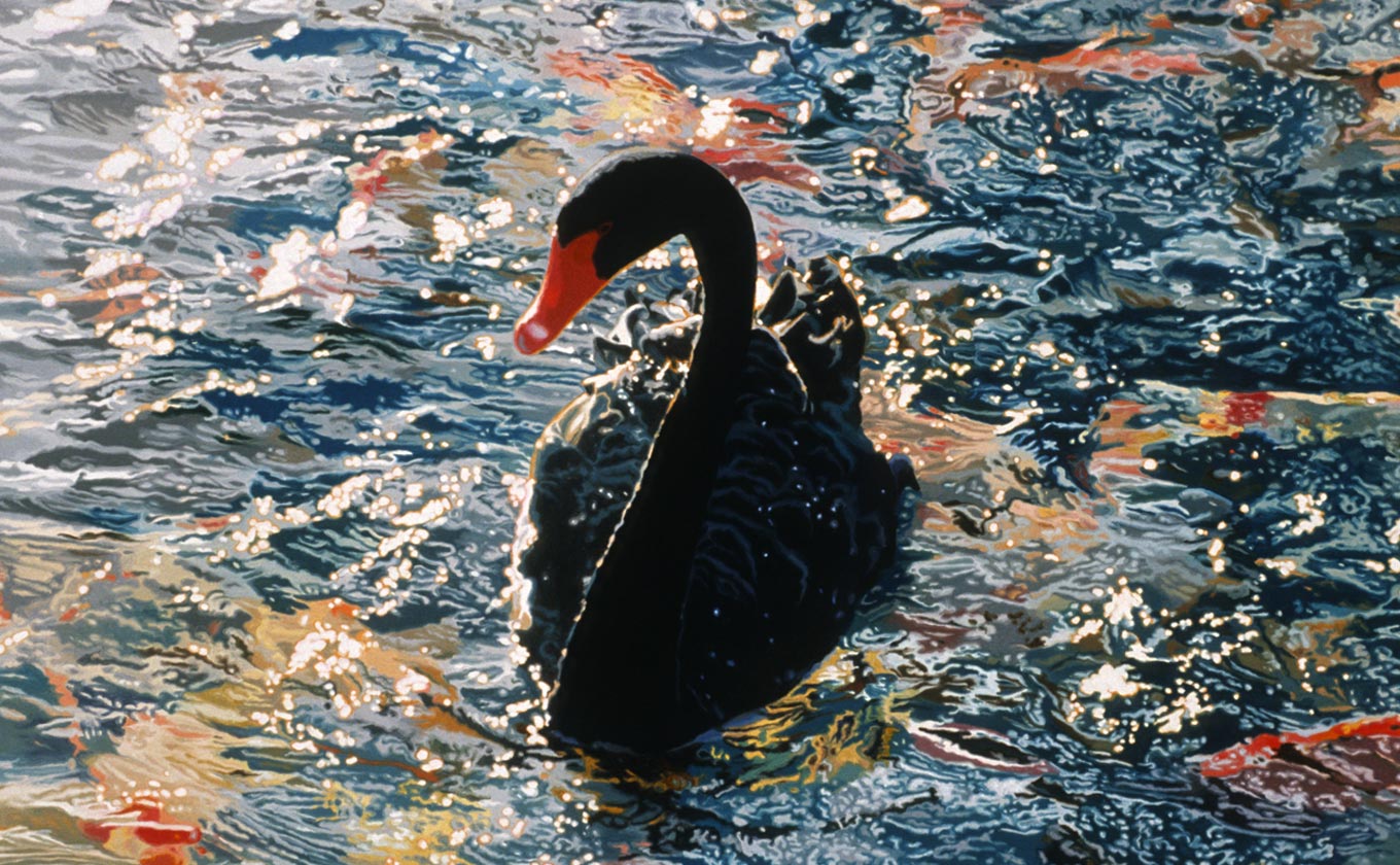 Black Swan Swan with Koi by Shirley Pettibone