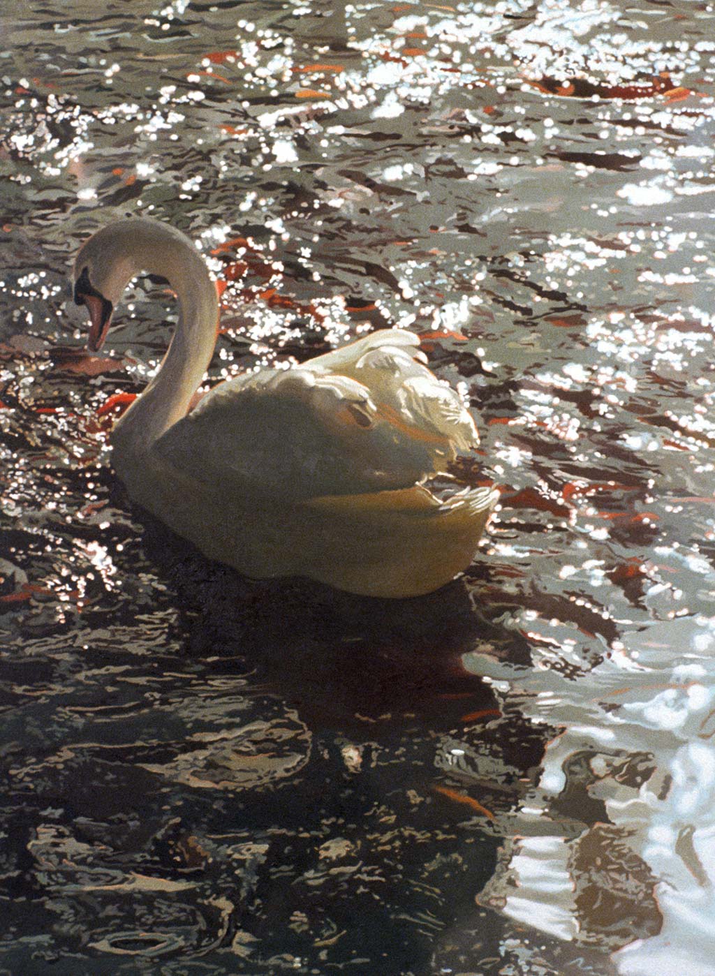 White Swan Gliding by Shirley Pettibone