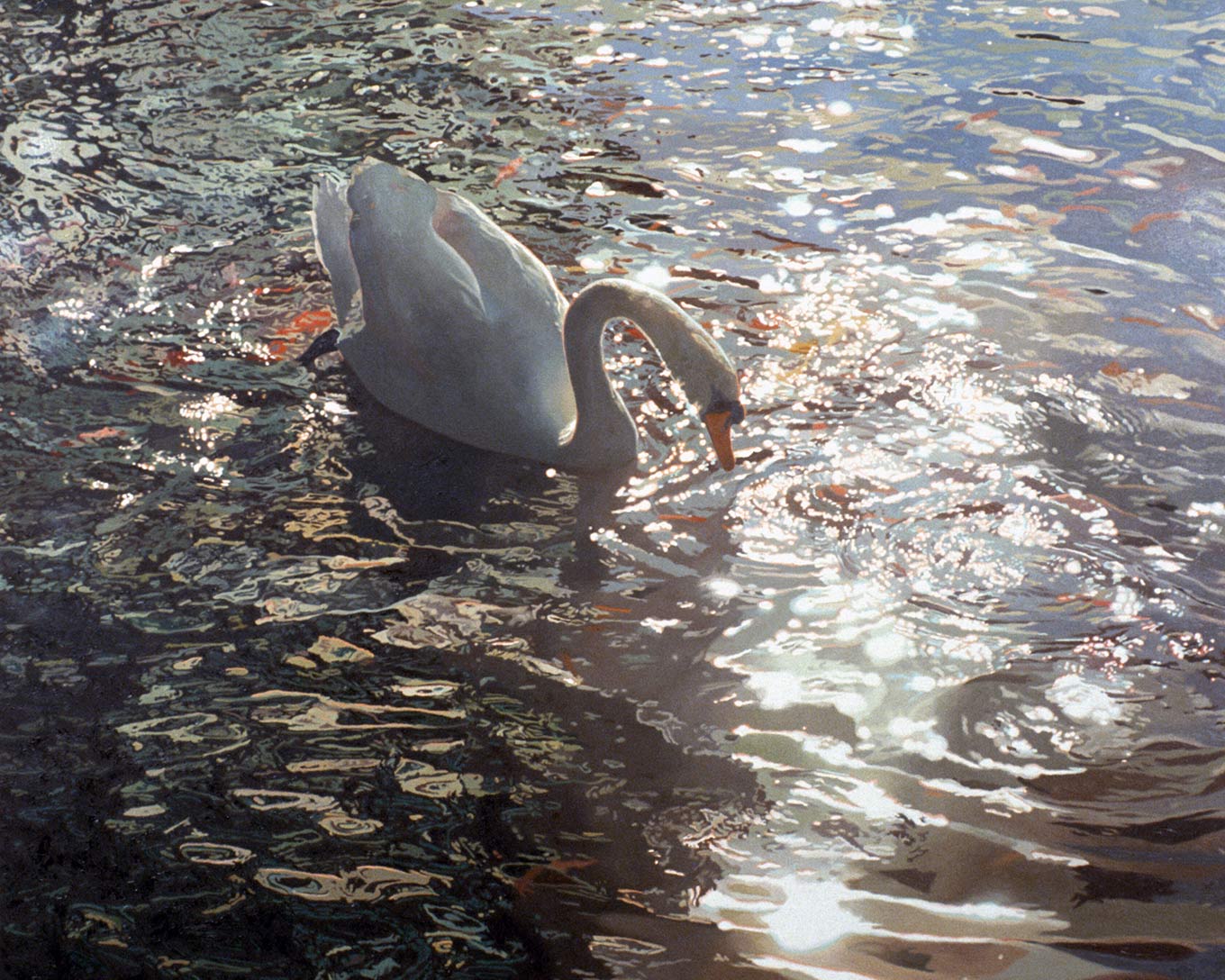 White Swan Floating by Shirley Pettibone