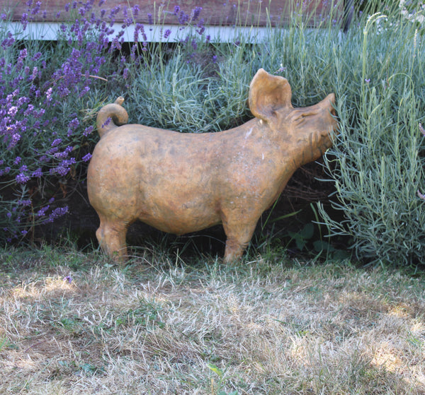 Pig at Lavender Fileds Selbourne