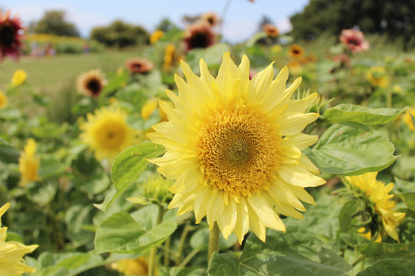 Sunflower Fields Pick Your Own Hampshire