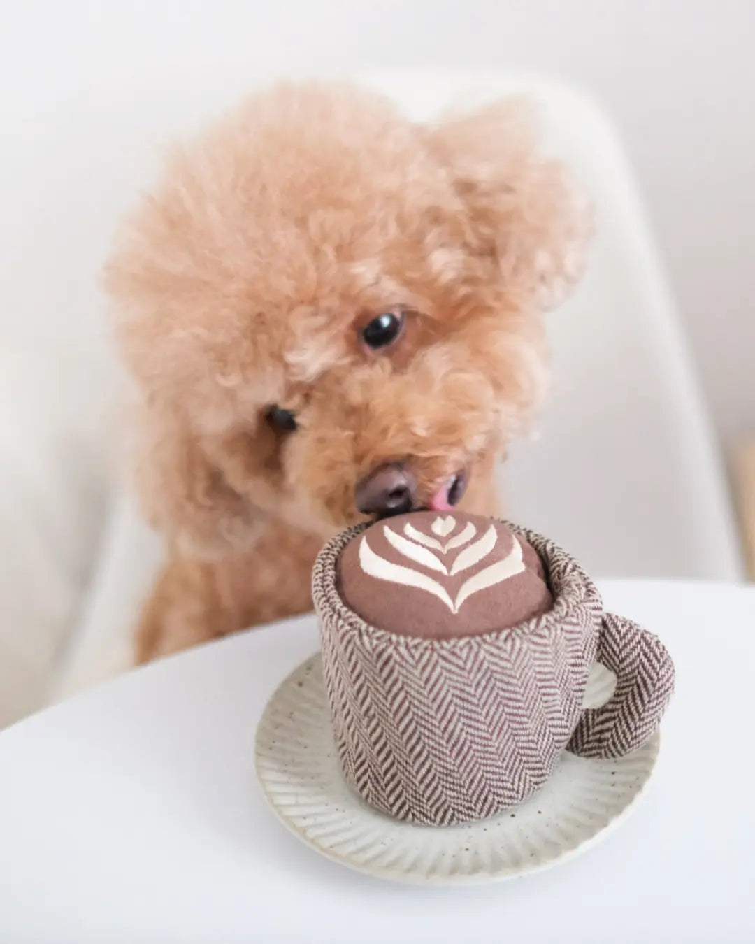 Red toy poodle licking a latte-shaped dog toy on a white background