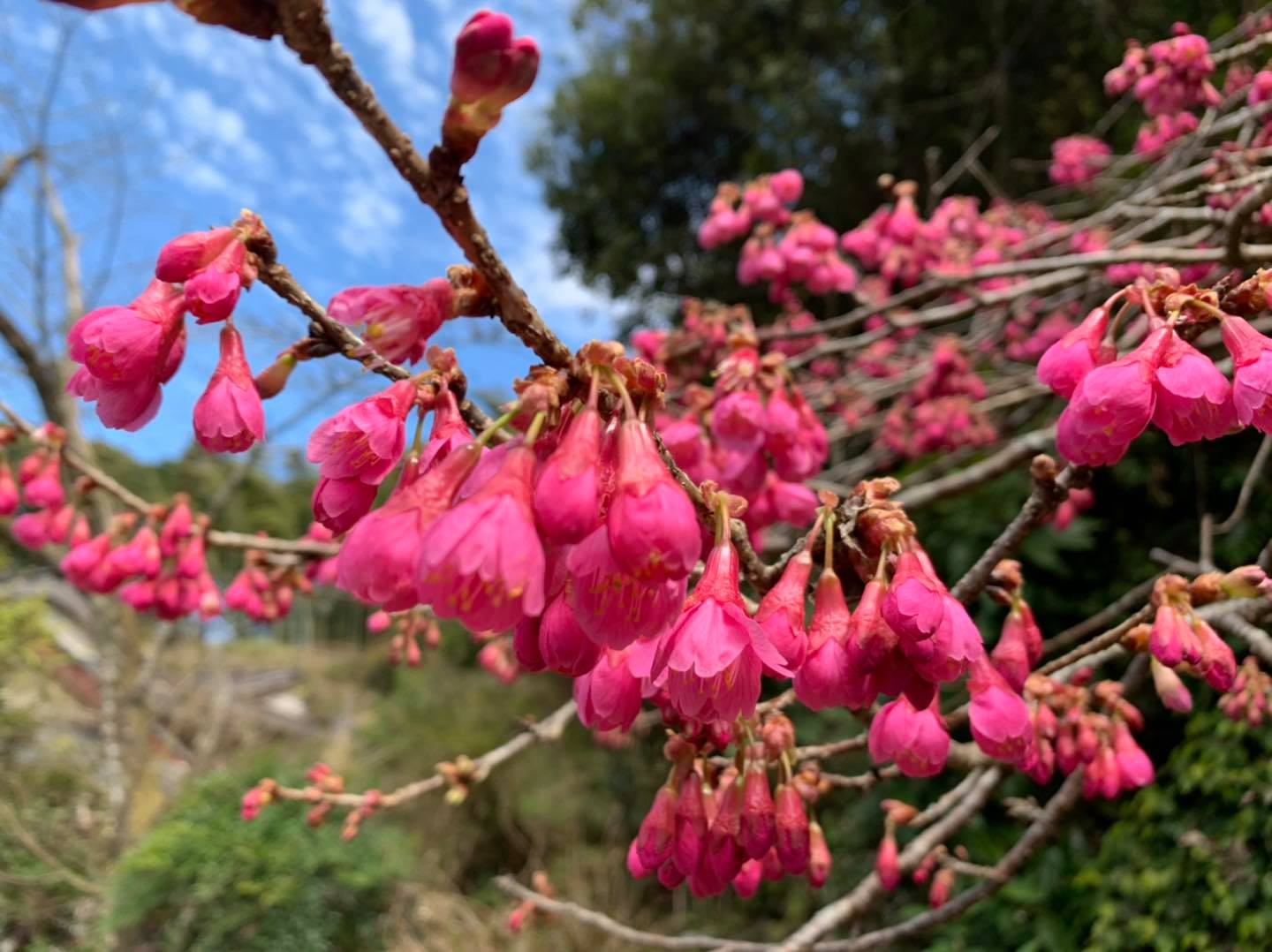 Kanhi-Sakura-Kajijhara Tea Gardens