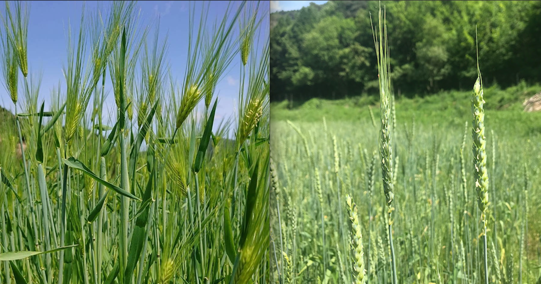 rye, wheat, and barley 