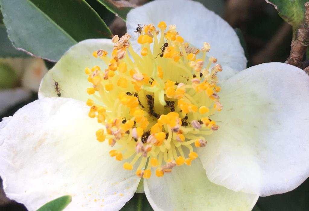 Gros plan de la fleur de thé en fleurs