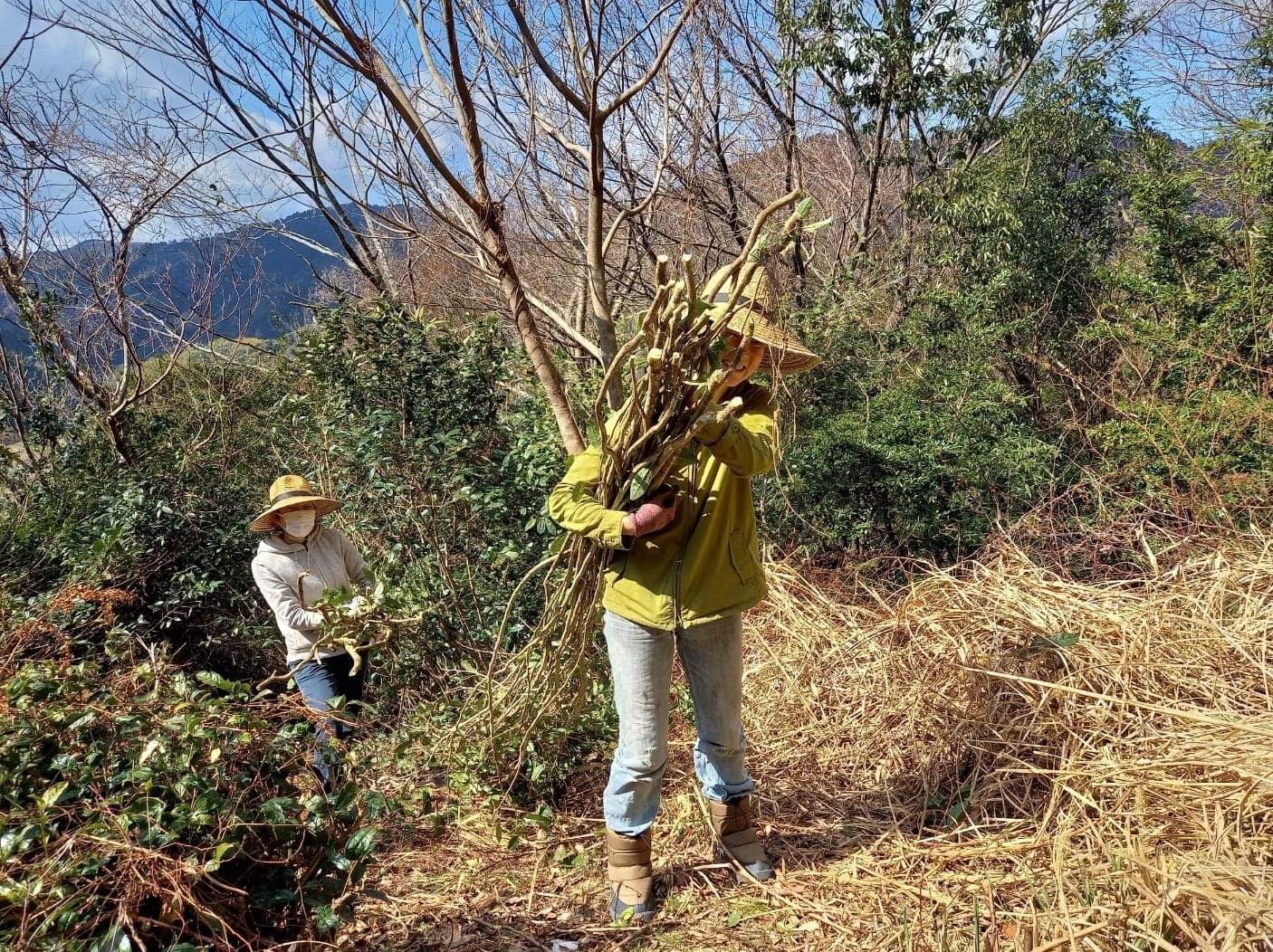 Ayumi farms sannen bancha harvest