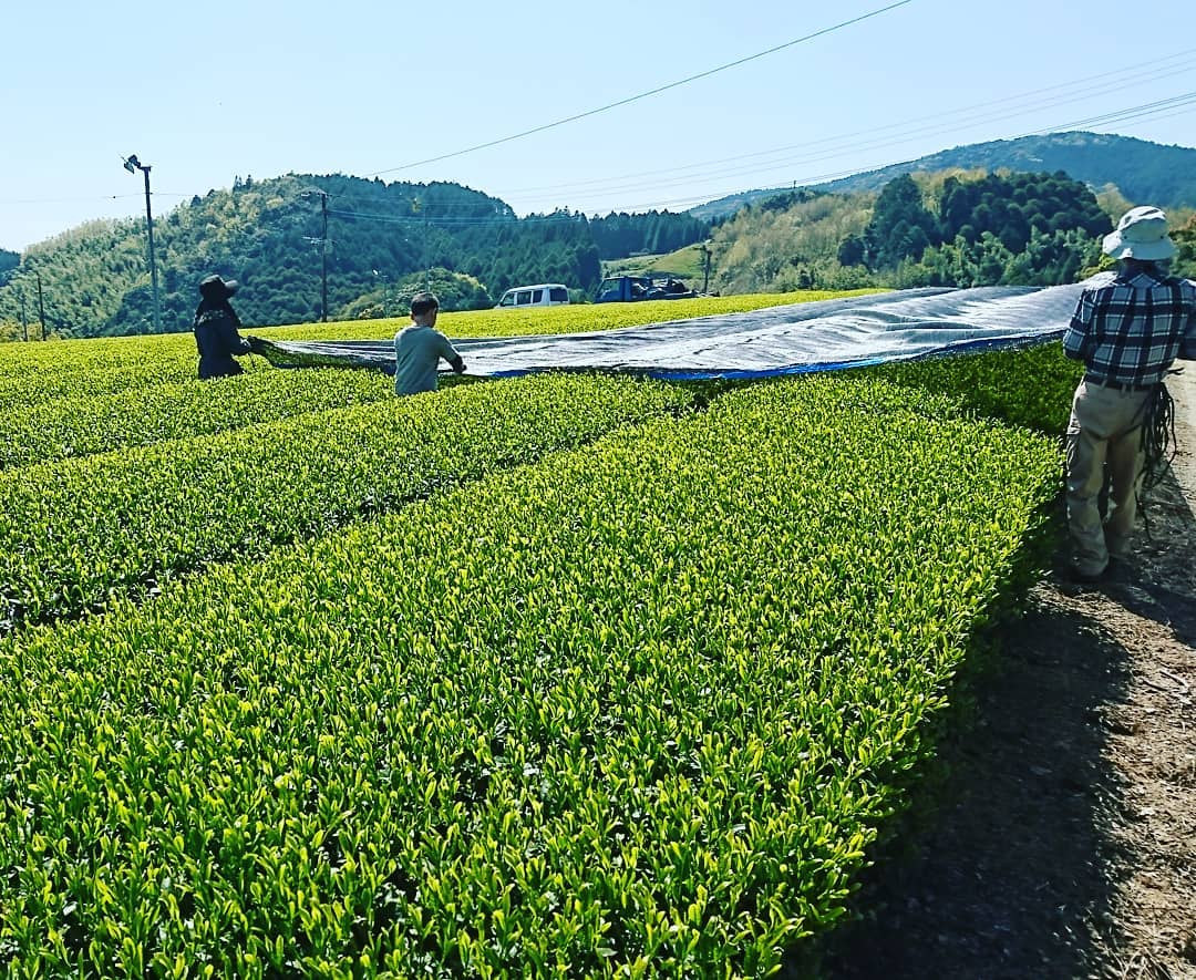 Kuma Tea Garden - Direct Shading