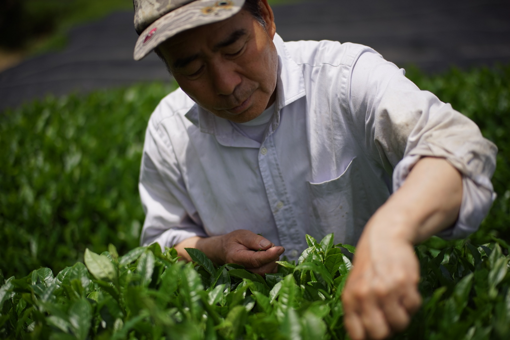 Tea Farmer Fujisako Kenichi