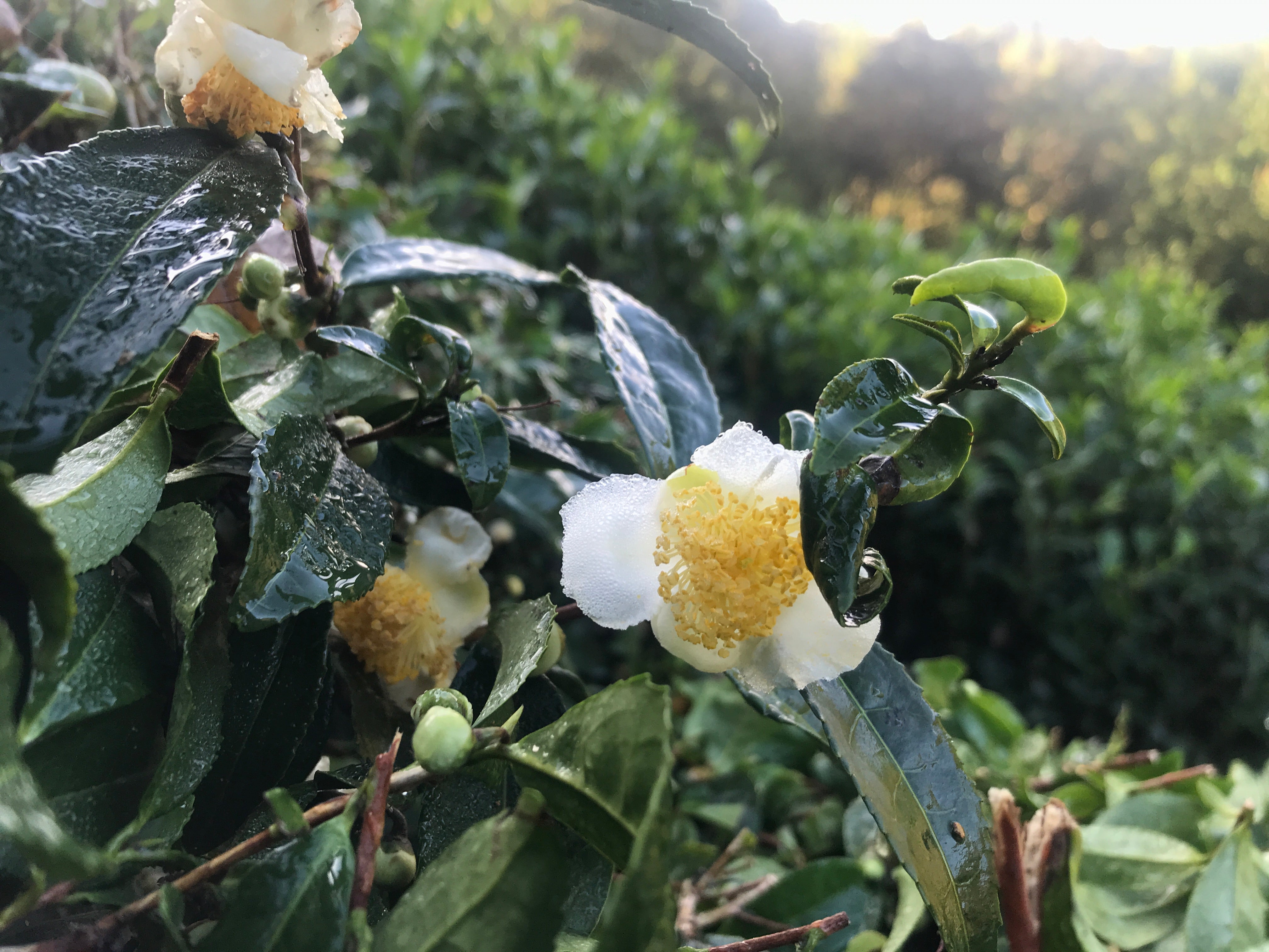 Tea Flowers - Moe Kishida