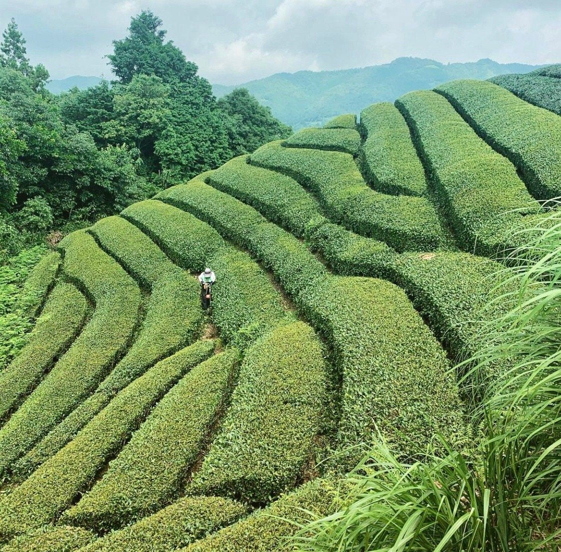 Kiroku Tea Garden - mother