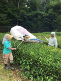 Machine harvesting tea leaves