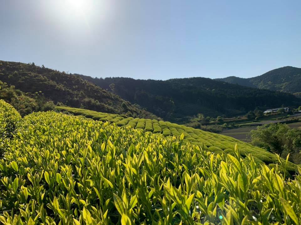 Kajihara Tea Garden