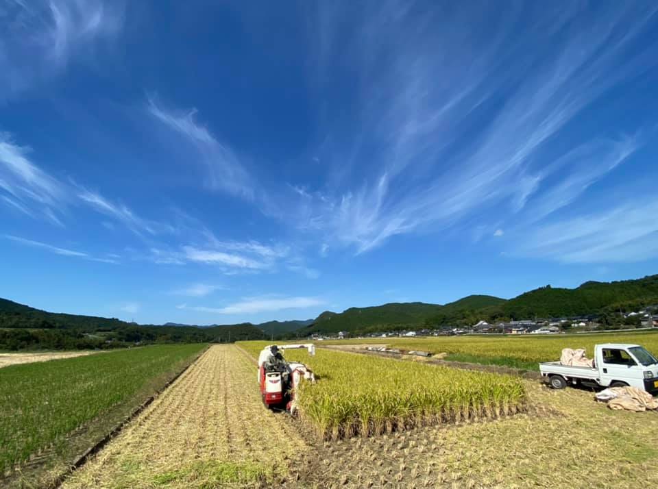 Rice harvesting - Kajihara Tea Gardens