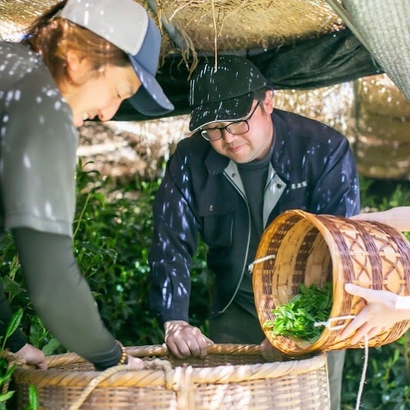 Spring harvest scene from the Kurihara Tea Farm to produce their heritage grade gyokuro