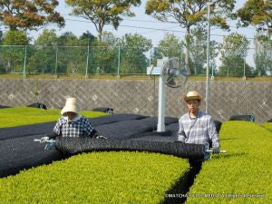 MARUSHIGE SHIMIZU COVERING THE KABUSECHA TEA FIELDS