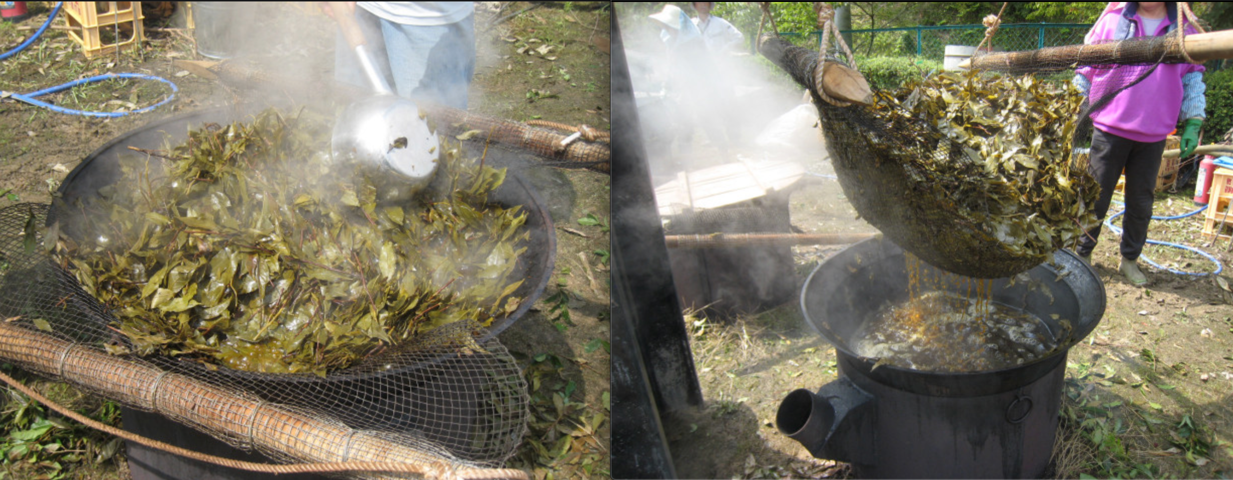 Mimasaka bancha leaves being turned over