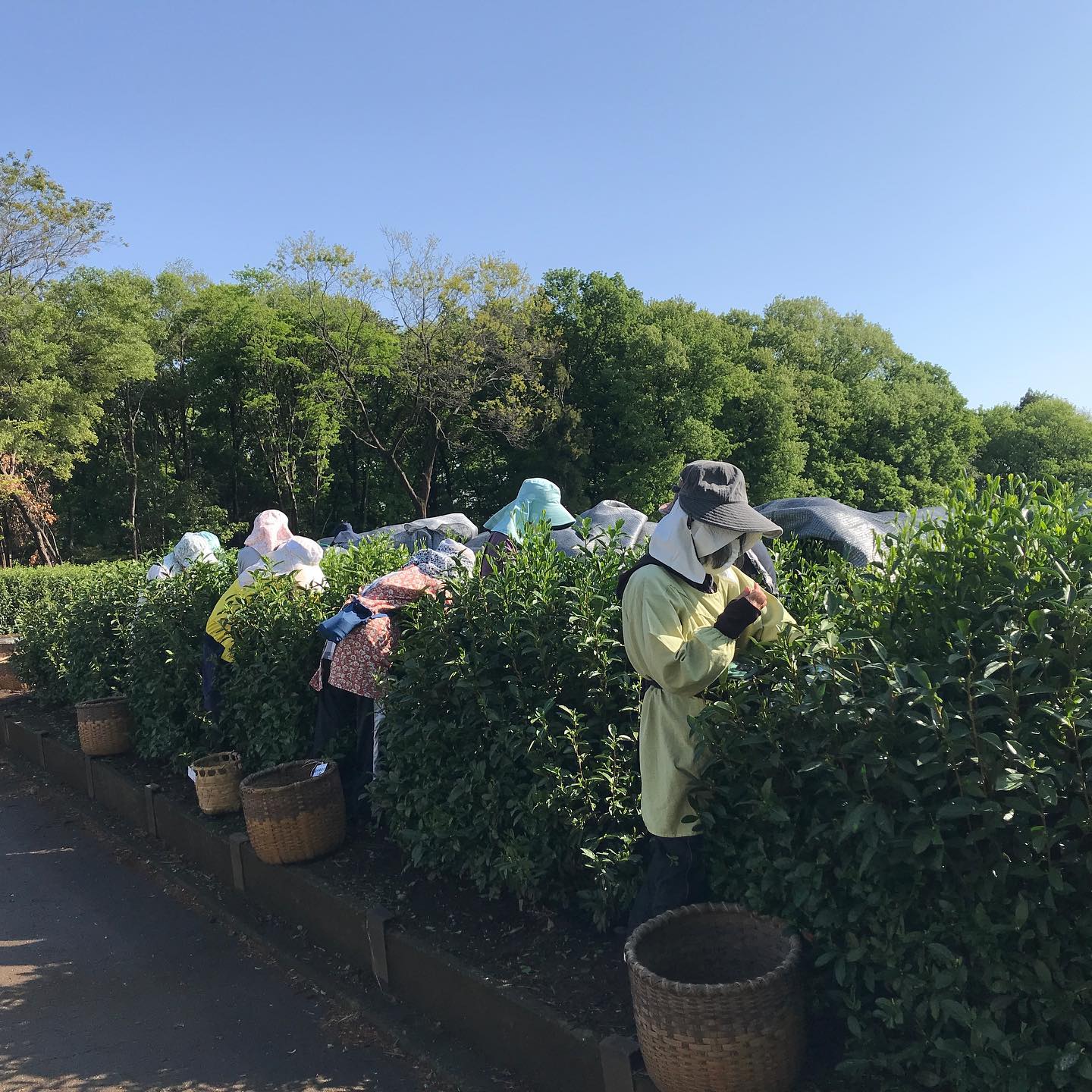 Okutomi Tea Garden