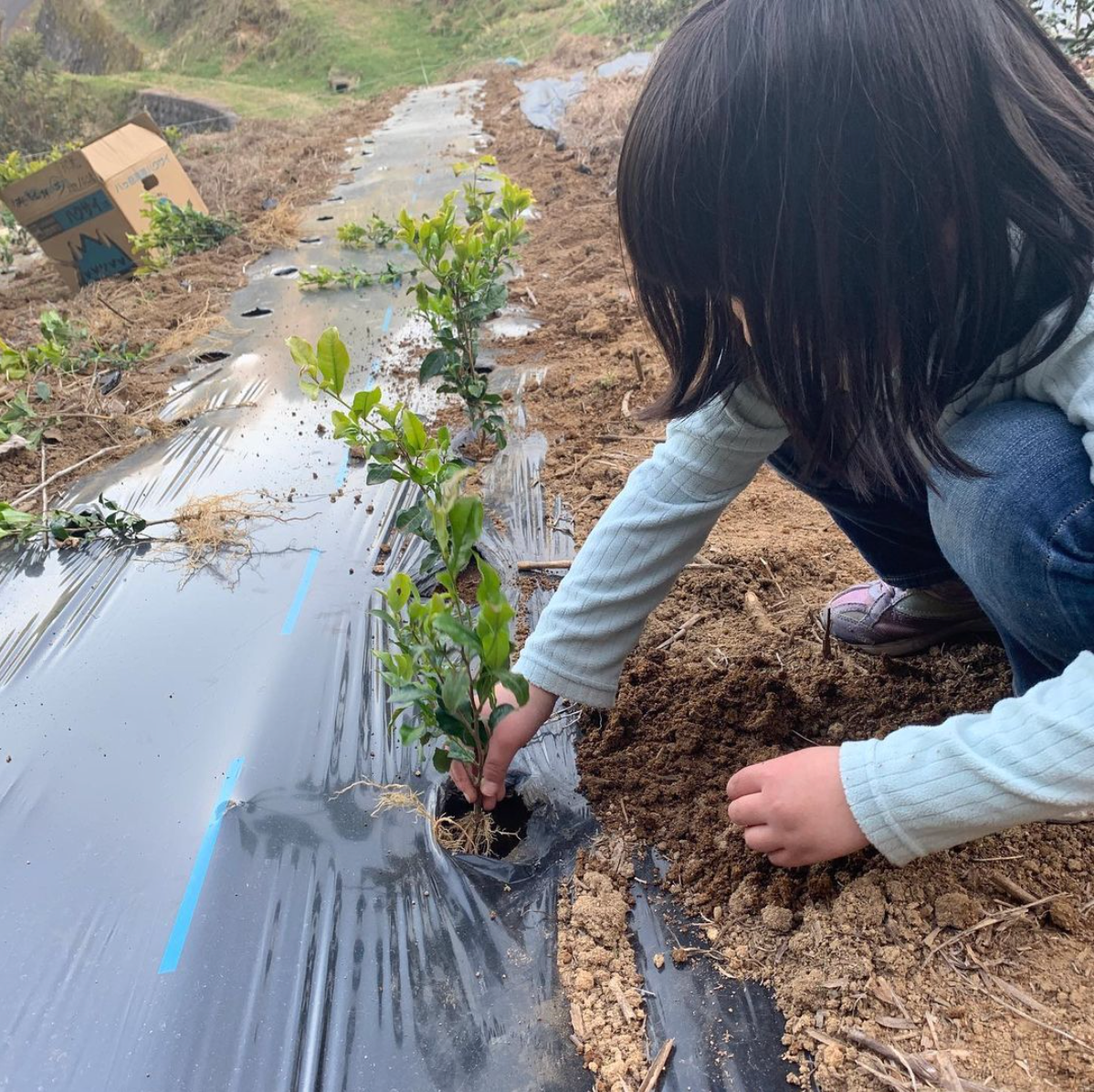 Tea Farm Mitocha Planting New Cultivars