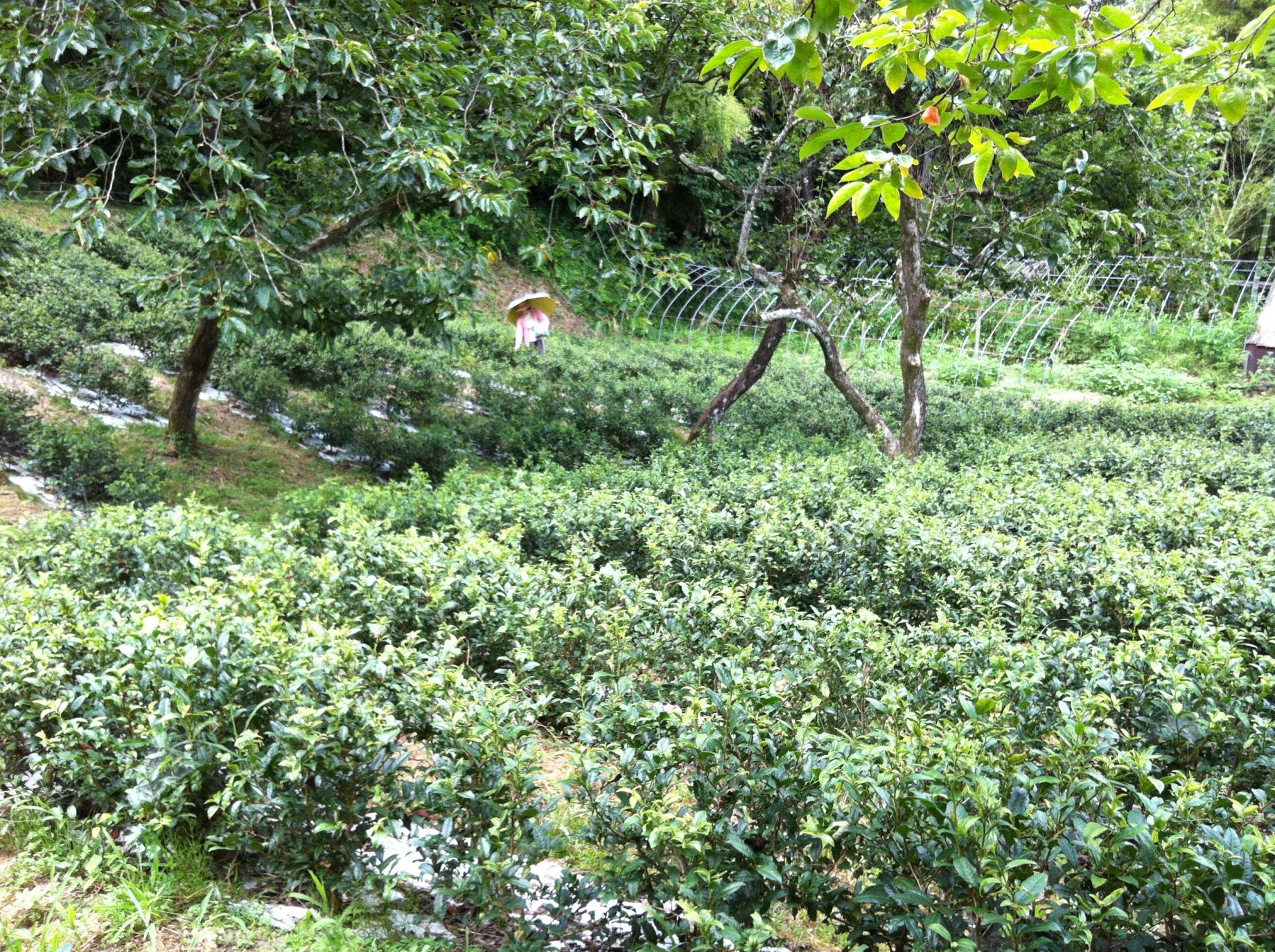 Hand-picking tea Yamazoe