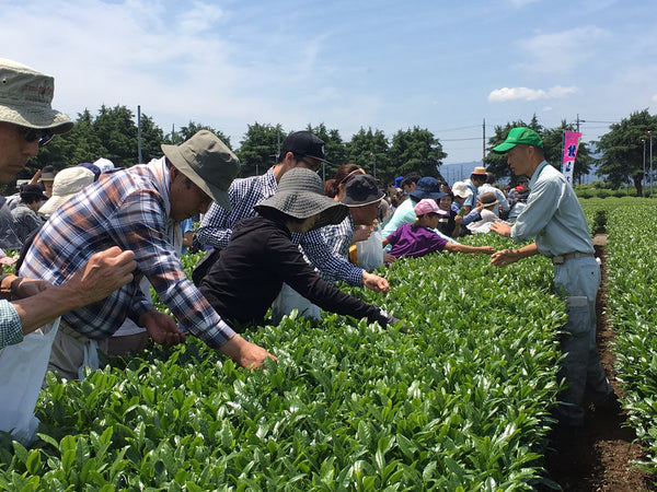 Picking tea at the Saitama Prefecture Tea Research Facility