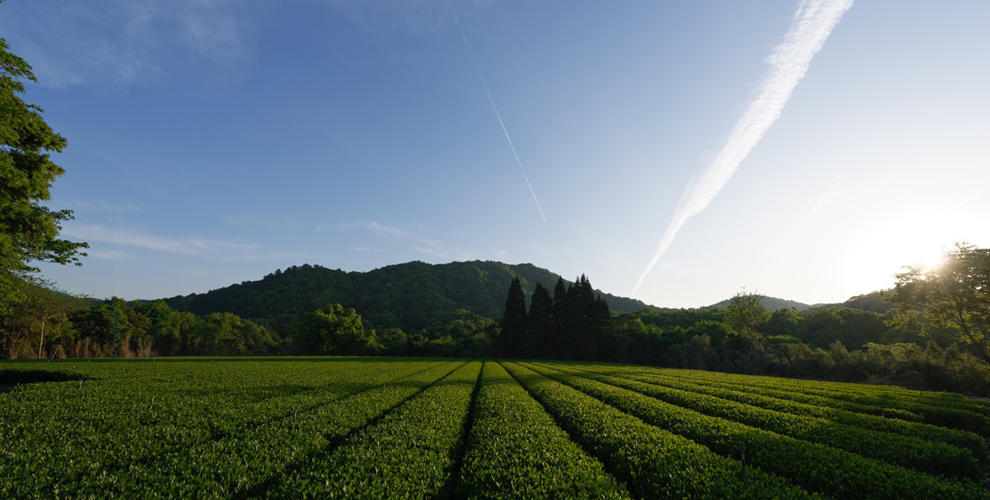 Wakohen Tea Farm