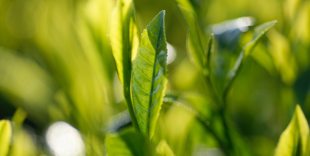 Wakohen Tea Farm