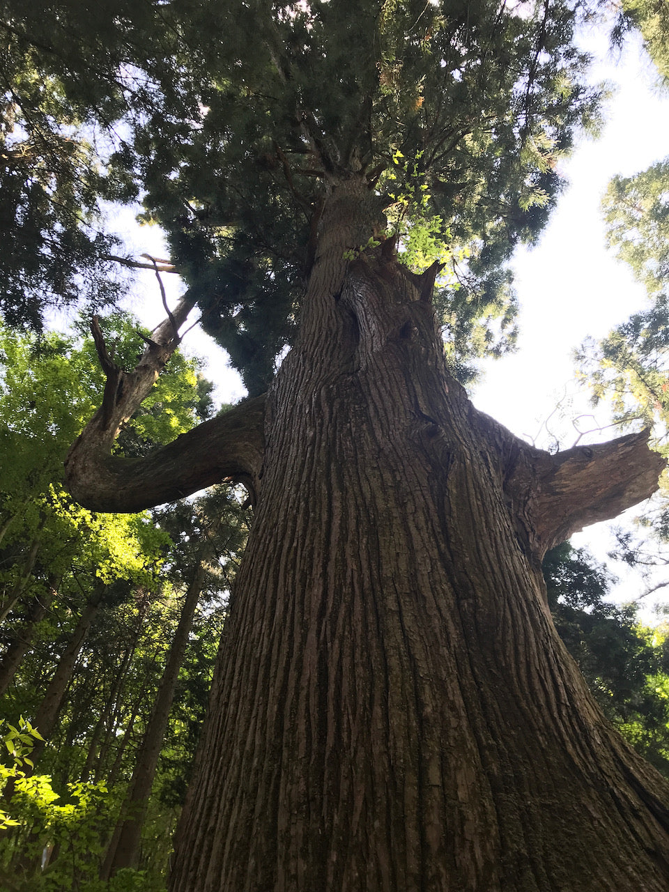 Large old tree in Otakasan, Toyko Prefecture