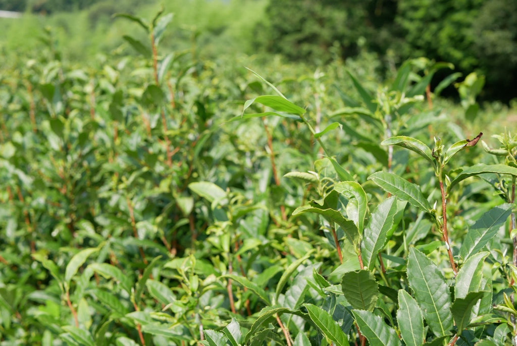 Step 1: In July each year, branches with mature leaves are harvested by hand