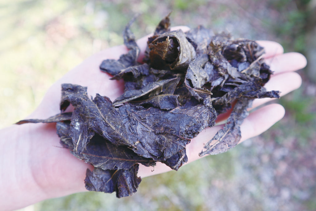 Step 9: Finished dried leaf after two months of processing from harvest!