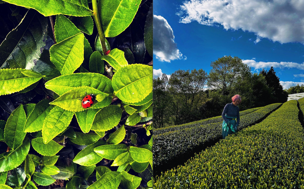 Kiroku Tea Garden