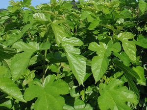 Mulberry leaves