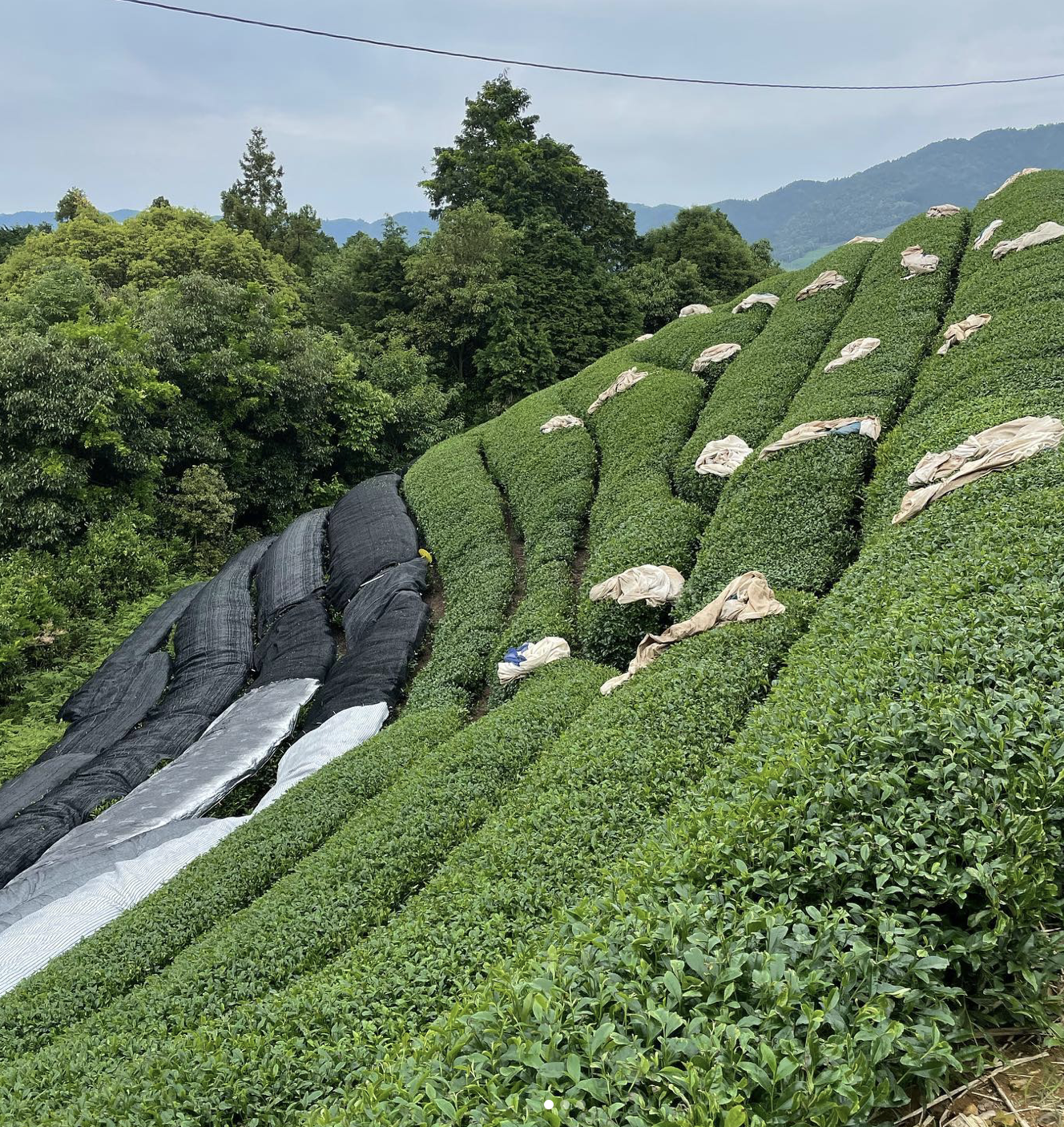 Kiroku Tea Gardens - Direct Shading