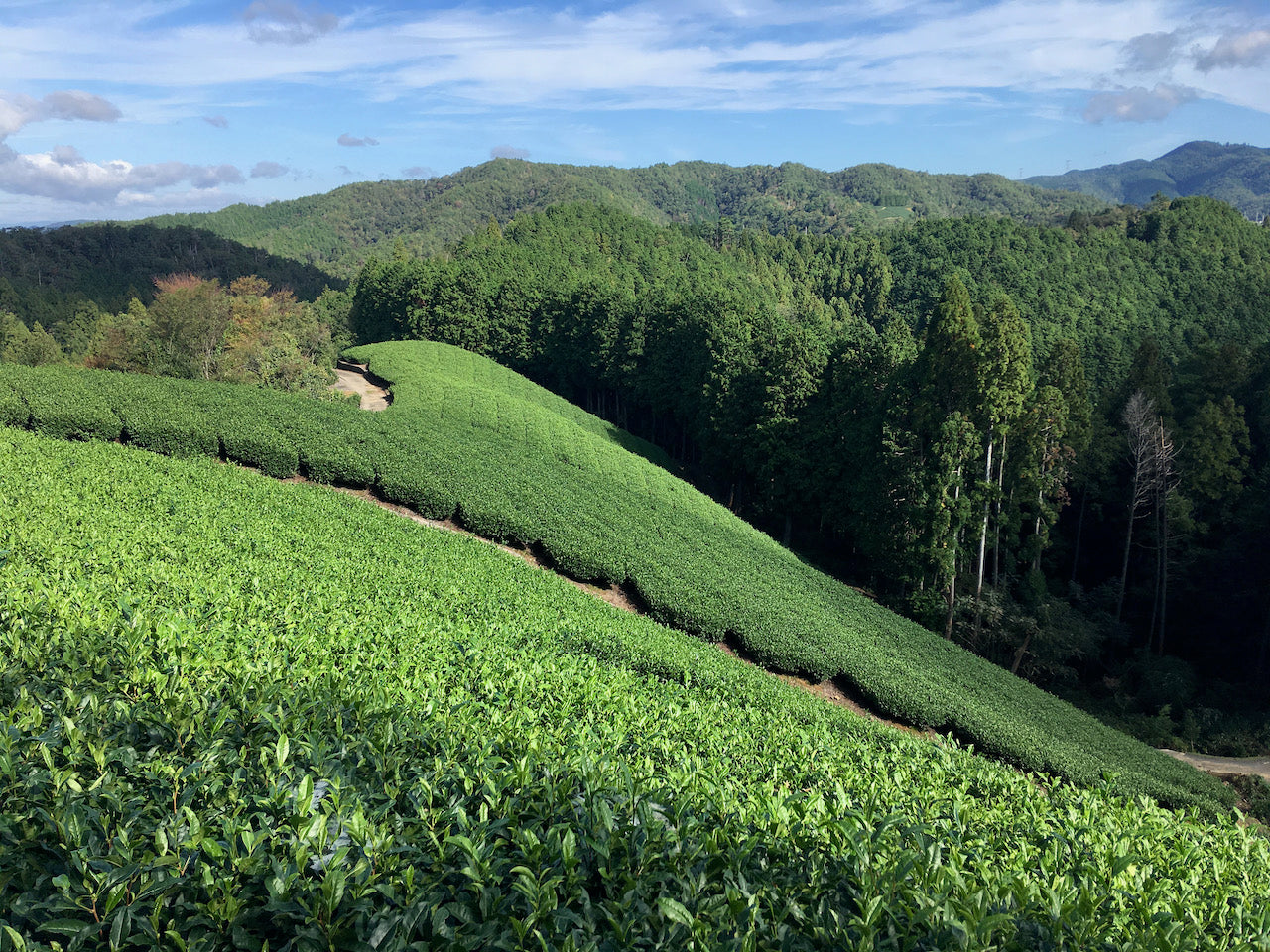 Steep tea field Wazuka, Kyoto prefecture