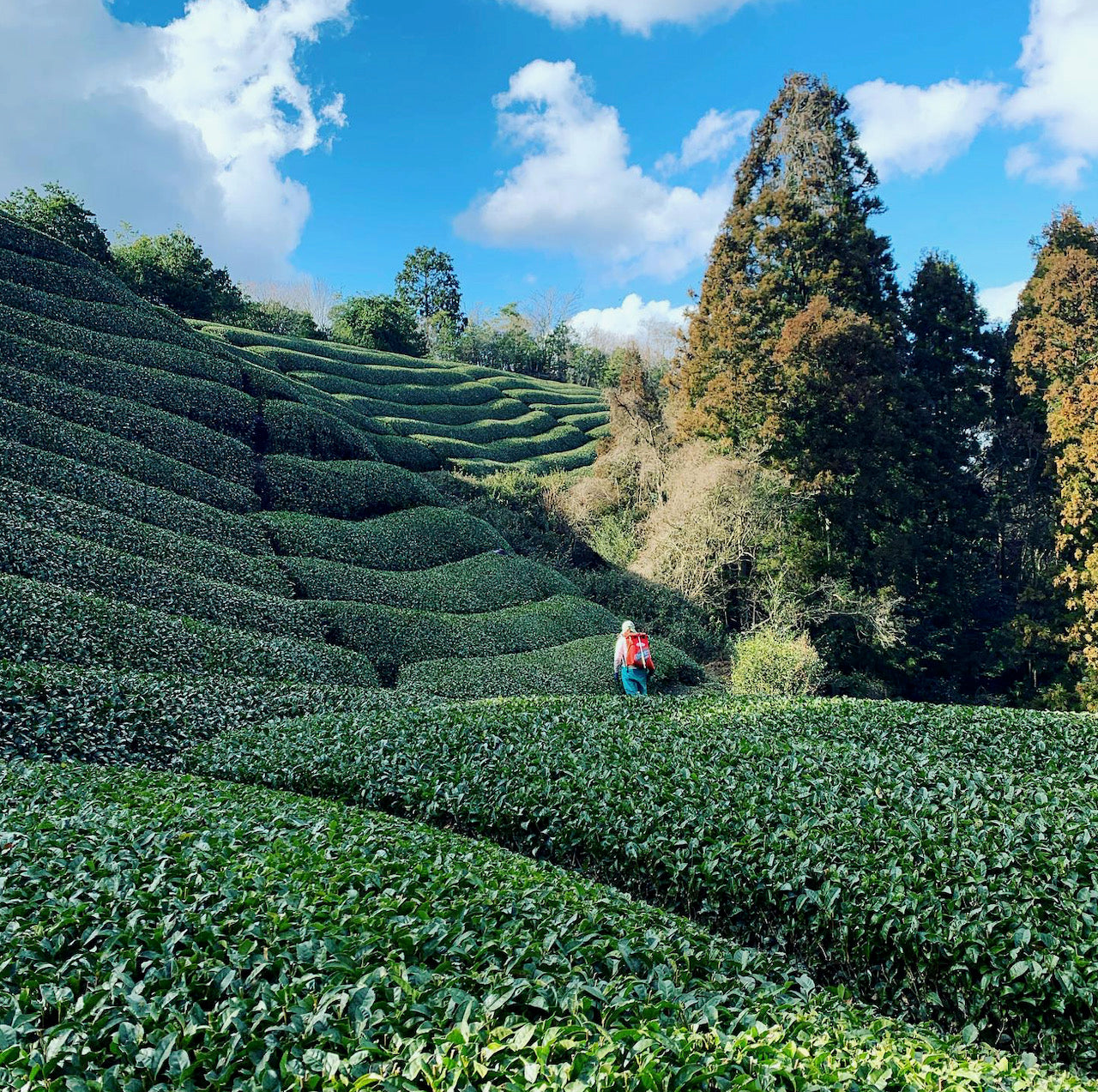 Steep tea field, Kiroku tea garden