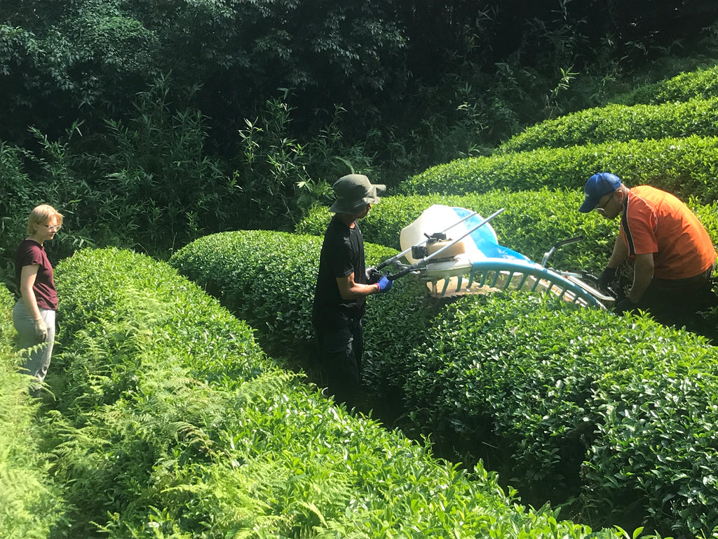 Summer tea harvesting; Wazuka, Kyoto Prefecture