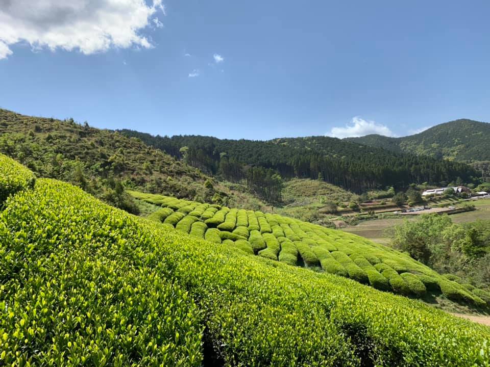 Yabukita tea fields - Kajihara tea gardens