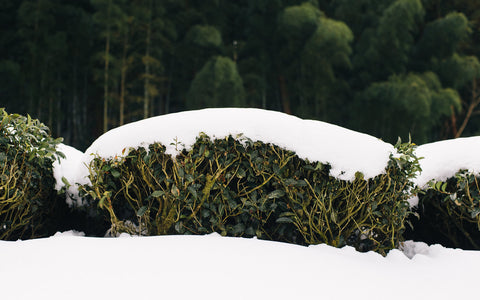 Snow covered tea fields, Yabe, Yame, Fukuoka (Chiyonoen Tea Farm)