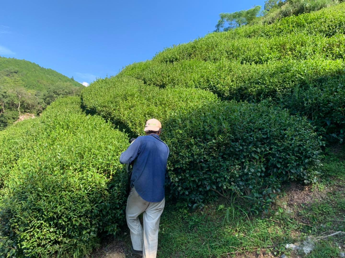 Zairai Tea Fields - Kajihara Tea Gardens 