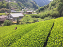Чайные сады Кийосава: Источник Сидзуока Асамуси Сенча от фермера Сугиямы Ячиё - Yunomi.life